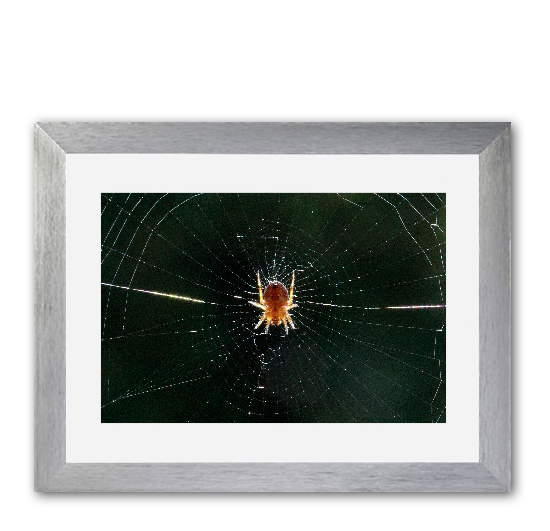 Bild15 Spinne im Netz von Steffi Dumproff
