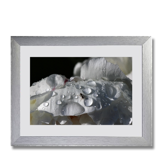 Bild18 Ameise auf Pfingstrosenblüte von Andrea Hagemann-Raffs
