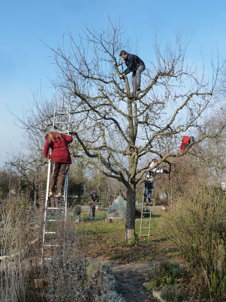 mehrere Personen in winterlichem Obstbaum