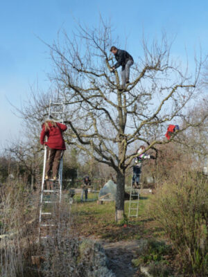 mehrere Personen in winterlichem Obstbaum
