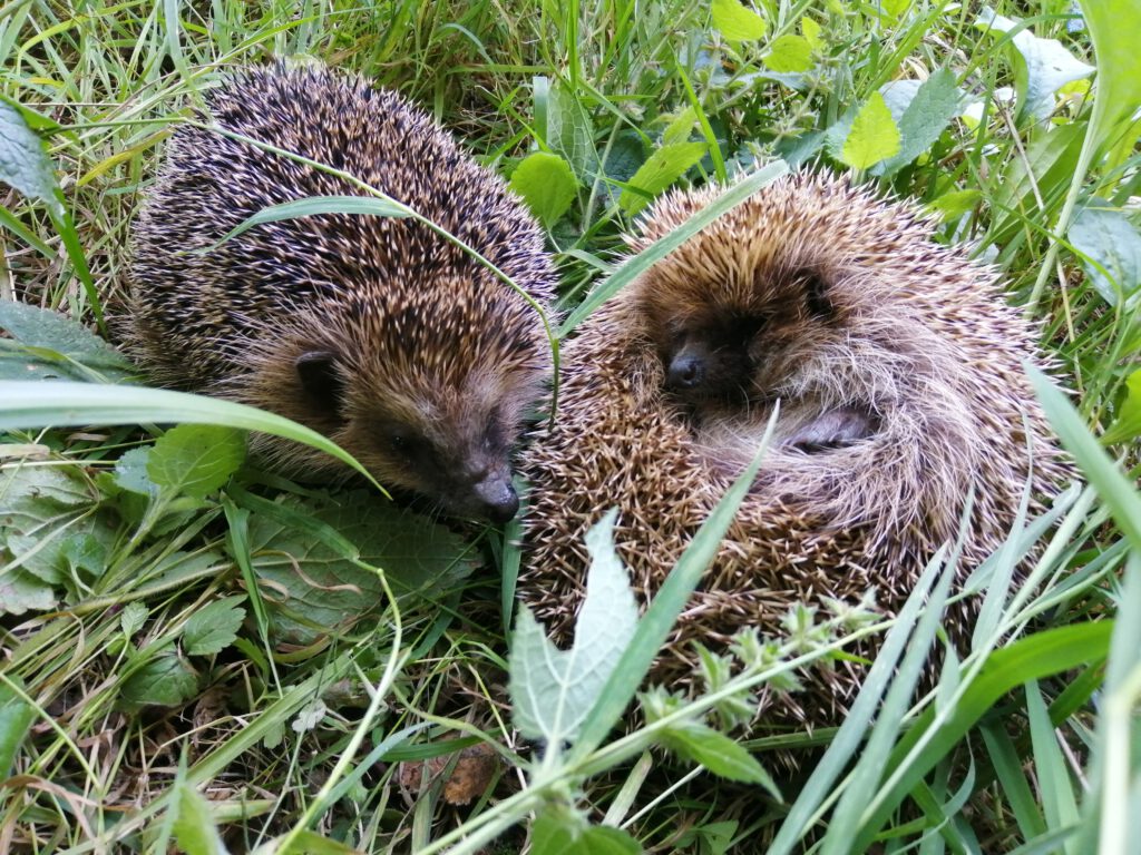 Zwei Igel im Gras
