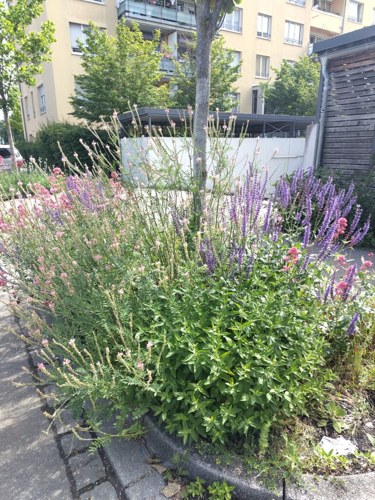Baumscheibe in voller Blüte, Freiburg Brühl
