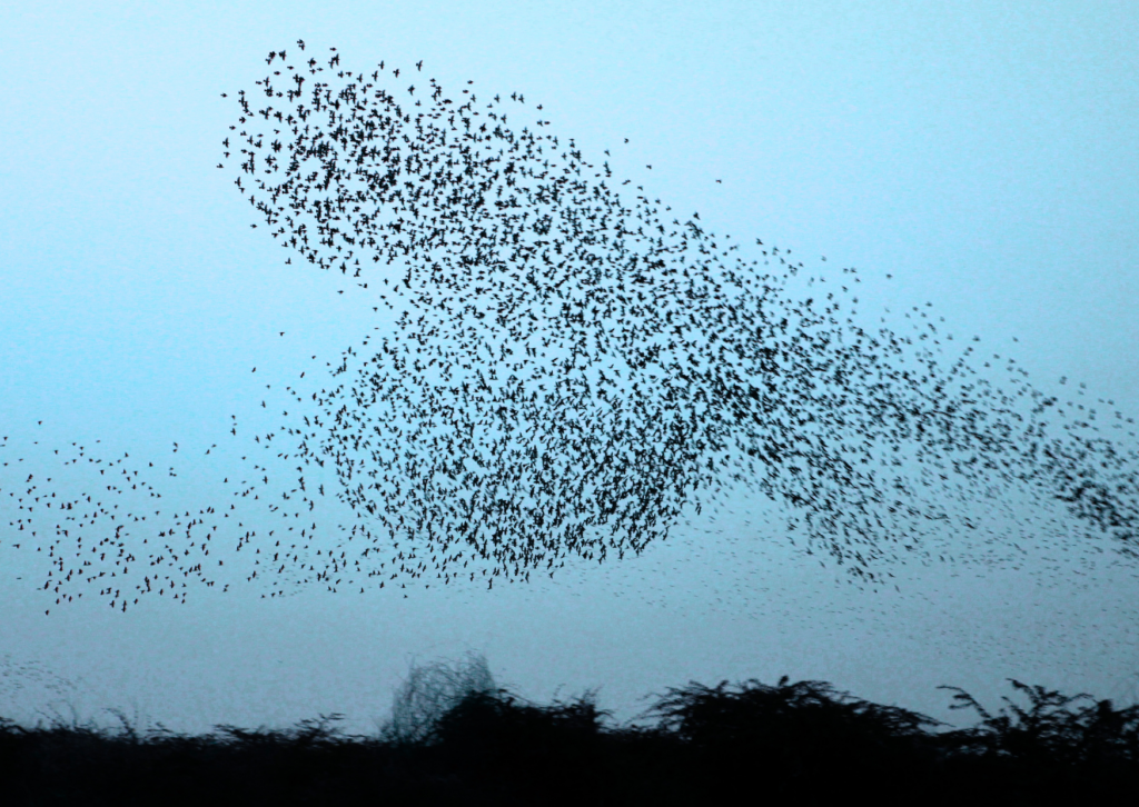 Vogelschwarm am Himmel