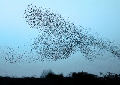 Vogelschwarm am Himmel