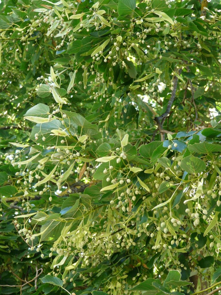 Lindenblüten im Baum
