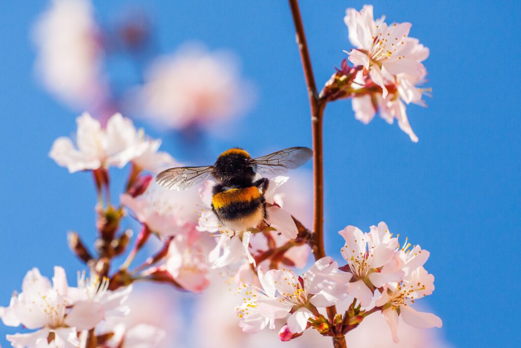 Hummel auf Kirschbaumblüte