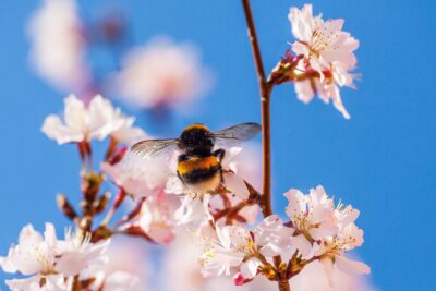 Hummel auf Kirschbaumblüte