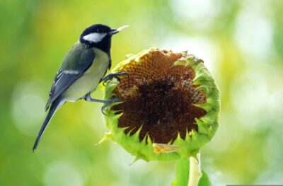 Kohlmeise auf Sonnenblume