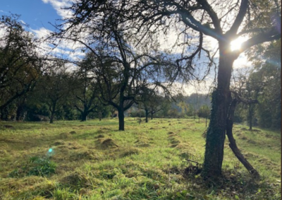 Sonne scheint durch Obstbäume